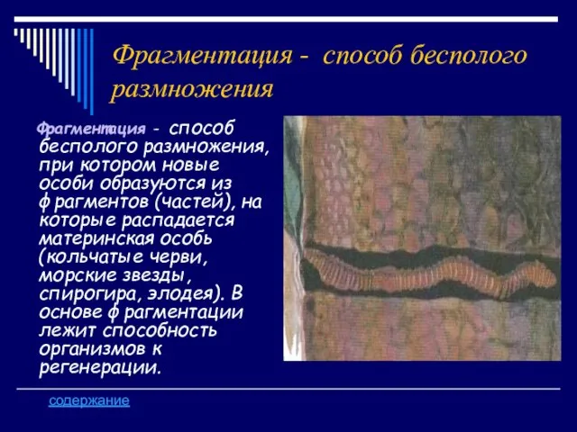 Фрагментация - способ бесполого размножения Фрагментация - способ бесполого размножения, при котором