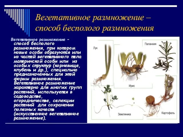 Вегетативное размножение – способ бесполого размножения Вегетативное размножение – способ бесполого размножения,