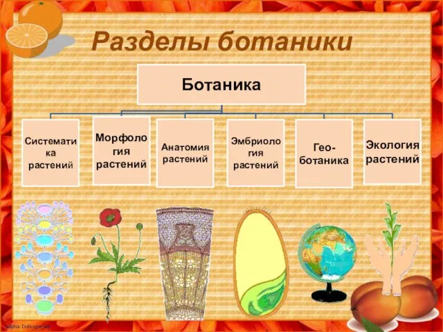 Разделы ботаники