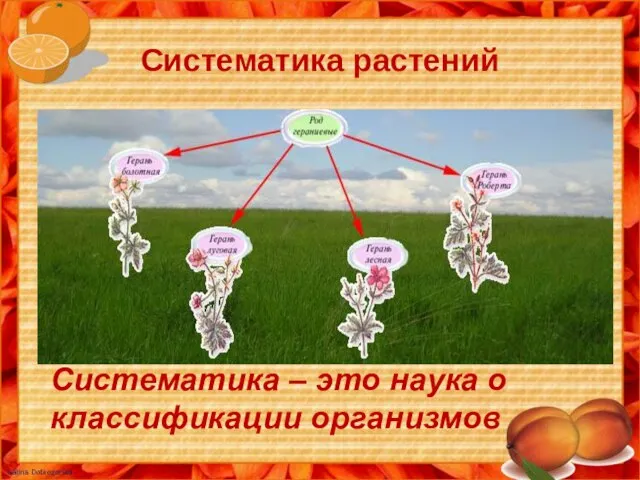 Систематика растений Систематика – это наука о классификации организмов