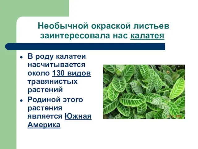 Необычной окраской листьев заинтересовала нас калатея В роду калатеи насчитывается около 130