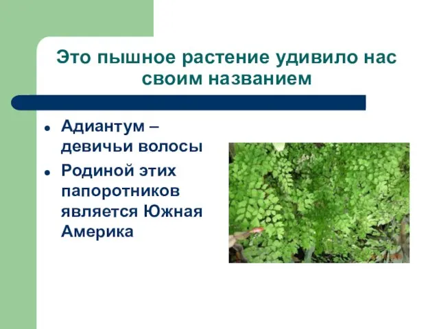 Это пышное растение удивило нас своим названием Адиантум – девичьи волосы Родиной