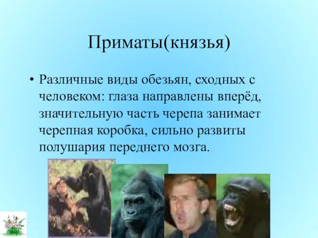 Приматы(князья) Различные виды обезьян, сходных с человеком: глаза направлены вперёд, значительную часть