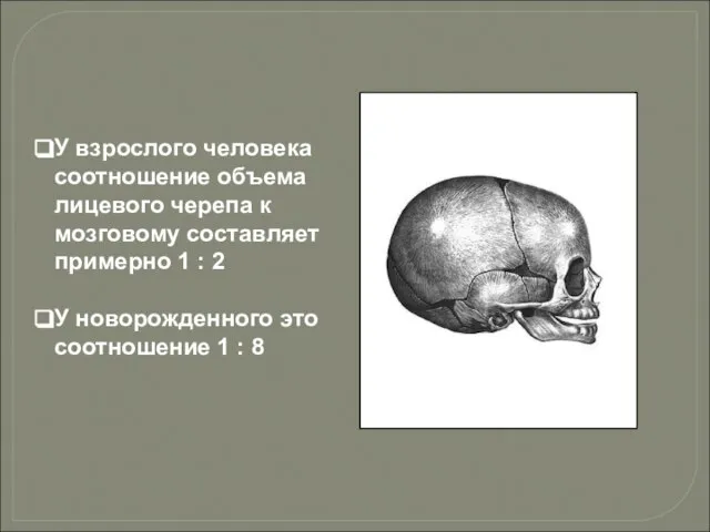 У взрослого человека соотношение объема лицевого черепа к мозговому составляет примерно 1