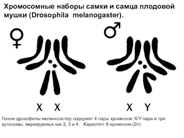 Хромосомные наборы самки и самца плодовой мушки (Drosophila melanogaster). Геном дрозофилы меланогастер
