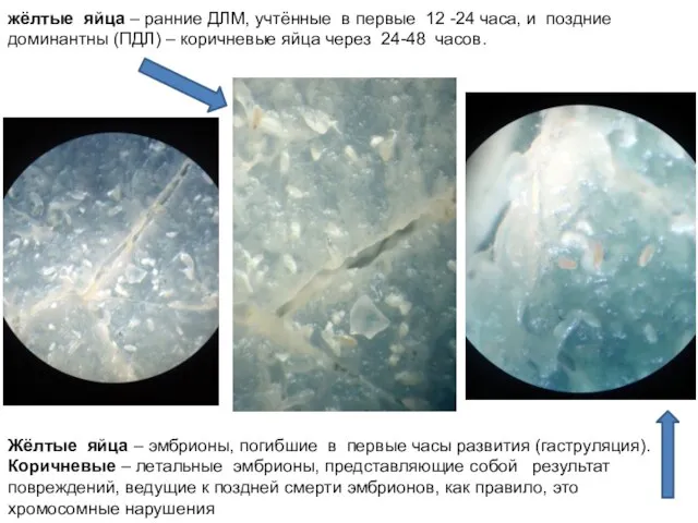 жёлтые яйца – ранние ДЛМ, учтённые в первые 12 -24 часа, и