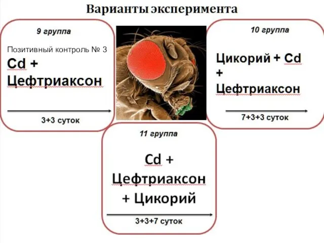 Cd + Цефтриаксон + Цикорий 11 группа 3+3+7 суток Варианты эксперимента 3+3