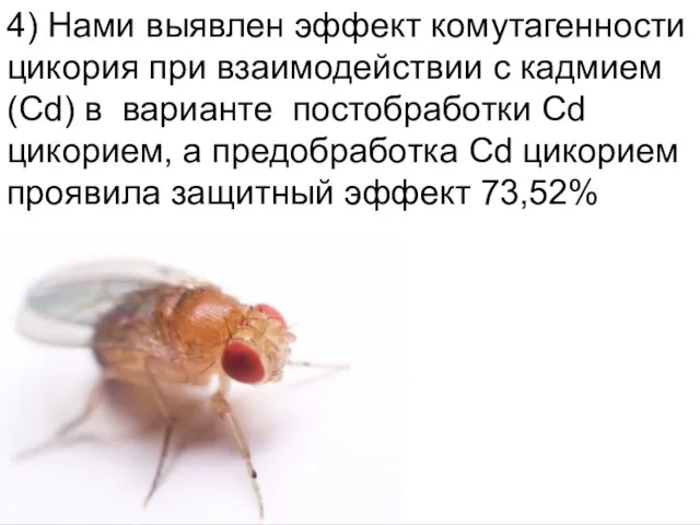 Домащенко А.Н. 4) Нами выявлен эффект комутагенности цикория при взаимодействии с кадмием