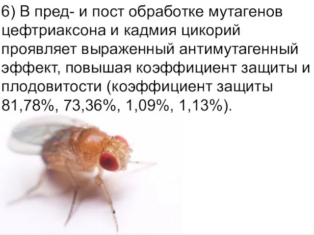 Домащенко А.Н. 6) В пред- и пост обработке мутагенов цефтриаксона и кадмия