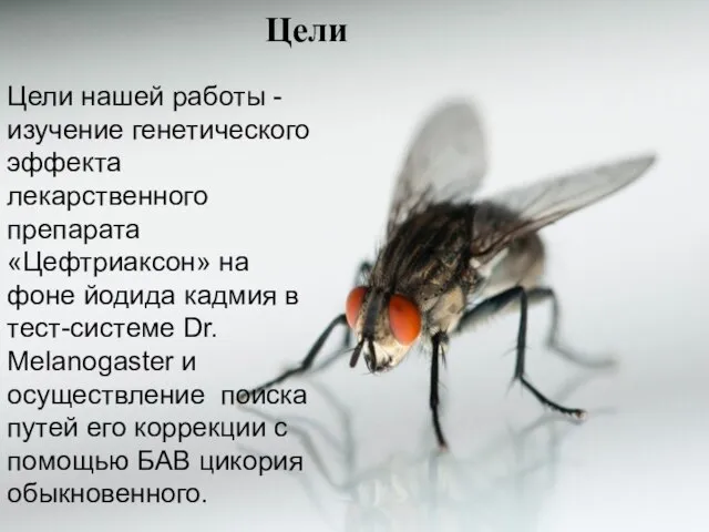 Цели Цели нашей работы - изучение генетического эффекта лекарственного препарата «Цефтриаксон» на