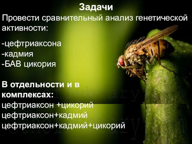 Домащенко А.Н. -цефтриаксона -кадмия -БАВ цикория В отдельности и в комплексах: цефтриаксон