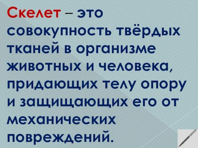 Скелет – это совокупность твёрдых тканей в организме животных и человека, придающих