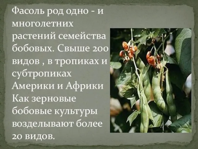 Фасоль род одно - и многолетних растений семейства бобовых. Свыше 200 видов