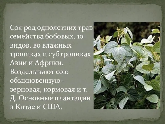 Соя род однолетних трав семейства бобовых. 10 видов, во влажных тропиках и