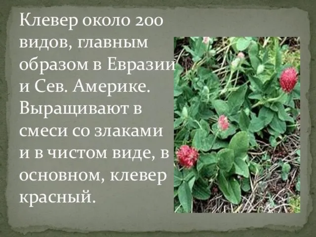 Клевер около 200 видов, главным образом в Евразии и Сев. Америке. Выращивают