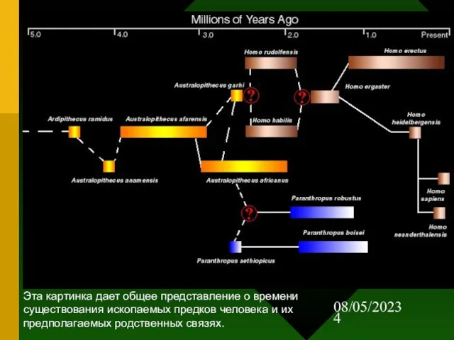 08/05/2023 Эта картинка дает общее представление о времени существования ископаемых предков человека
