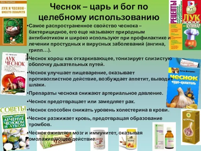 Чеснок – царь и бог по целебному использованию Самое распространенное свойство чеснока