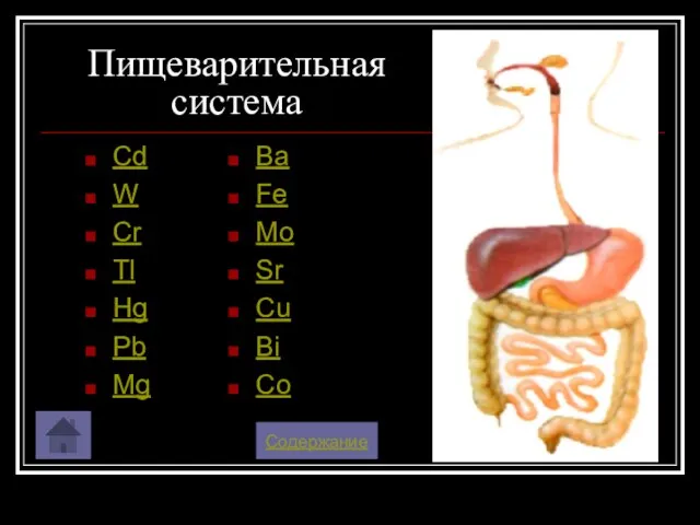 Пищеварительная система Cd W Cr Tl Hg Pb Mg Содержание Ba Fe