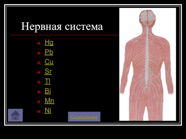 Нервная система Hg Pb Cu Sr Tl Bi Mn Ni Содержание