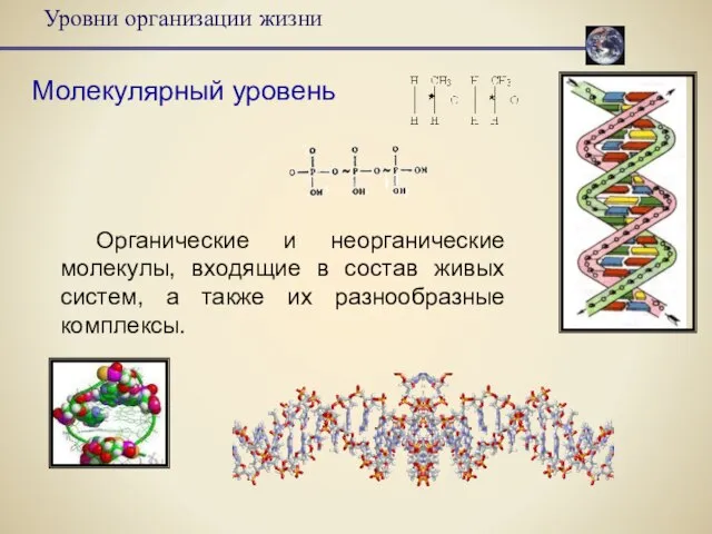 Уровни организации жизни Молекулярный уровень Органические и неорганические молекулы, входящие в состав