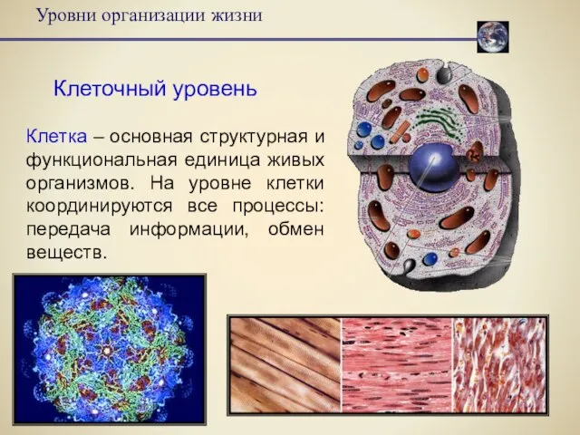 Уровни организации жизни Клеточный уровень Клетка – основная структурная и функциональная единица