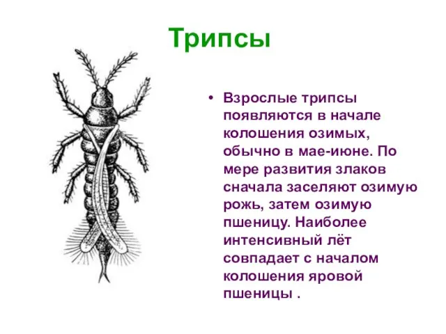 Трипсы Взрослые трипсы появляются в начале колошения озимых, обычно в мае-июне. По