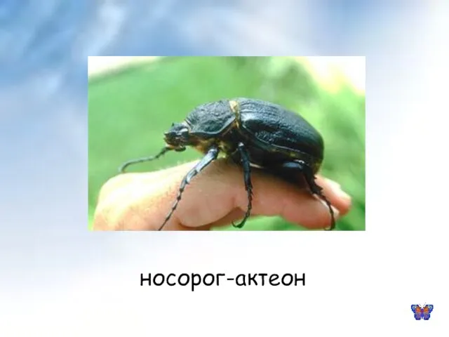 носорог-актеон