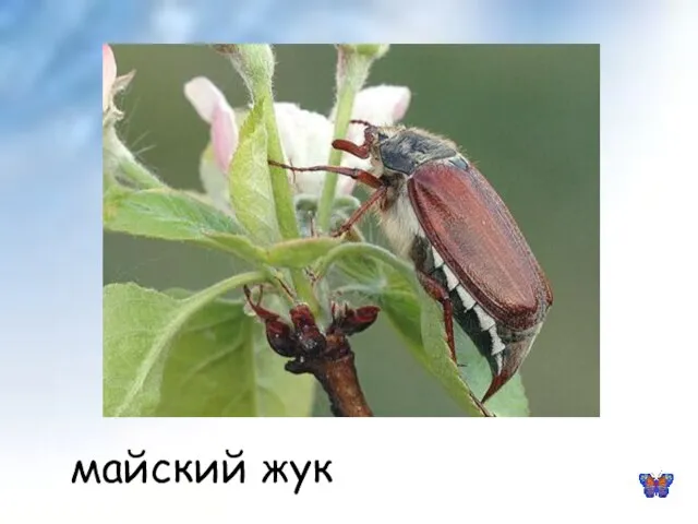 майский жук