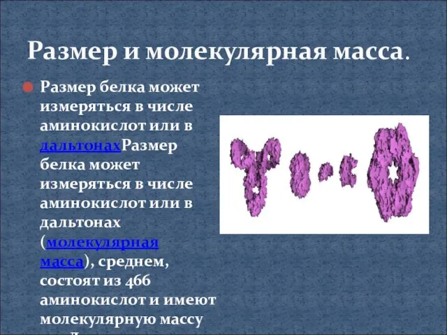 Размер и молекулярная масса. Размер белка может измеряться в числе аминокислот или