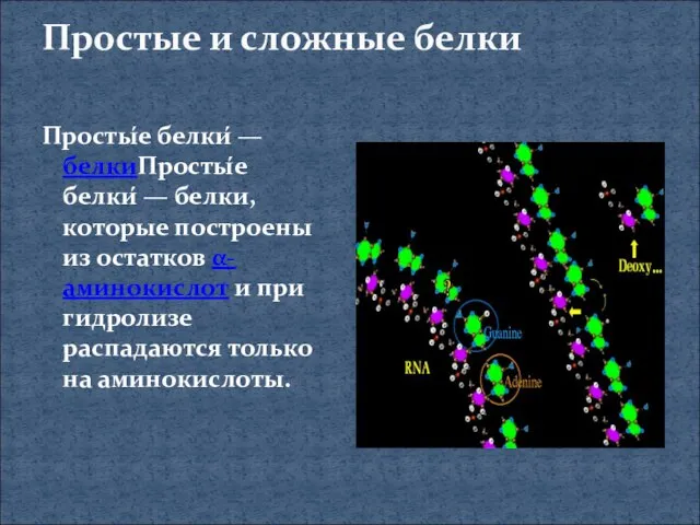 Простые и сложные белки Просты́е белки́ — белкиПросты́е белки́ — белки, которые