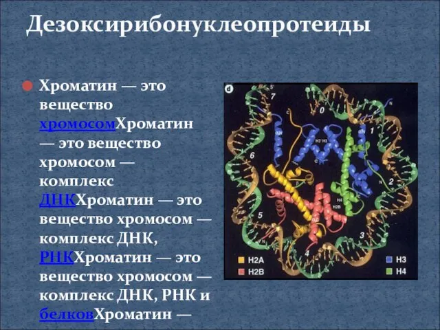 Дезоксирибонуклеопротеиды Хроматин — это вещество хромосомХроматин — это вещество хромосом — комплекс