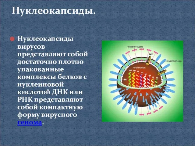 Нуклеокапсиды. Нуклеокапсиды вирусов представляют собой достаточно плотно упакованные комплексы белков с нуклеиновой