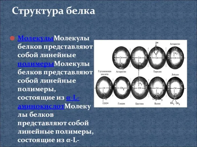 Структура белка МолекулыМолекулы белков представляют собой линейные полимерыМолекулы белков представляют собой линейные