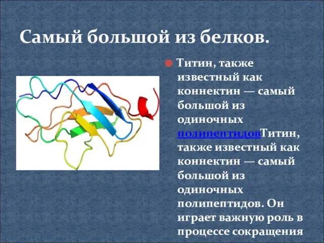 Самый большой из белков. Титин, также известный как коннектин — самый большой