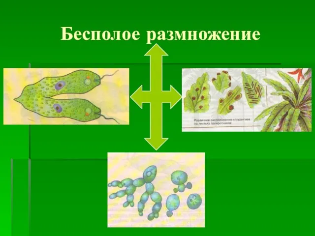 Бесполое размножение