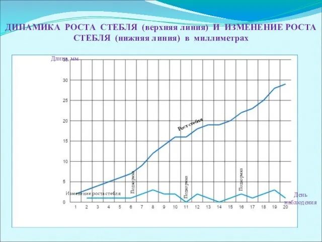 День наблюдения Длина, мм ДИНАМИКА РОСТА СТЕБЛЯ (верхняя линия) И ИЗМЕНЕНИЕ РОСТА