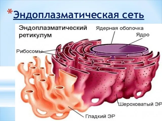 Эндоплазматическая сеть