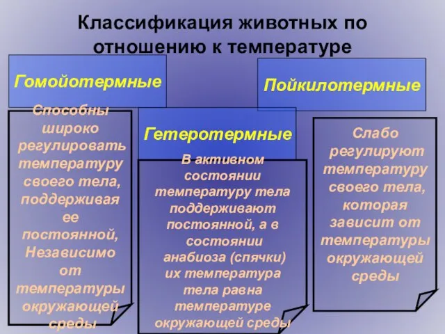 Классификация животных по отношению к температуре Гомойотермные Пойкилотермные Гетеротермные Способны широко регулировать