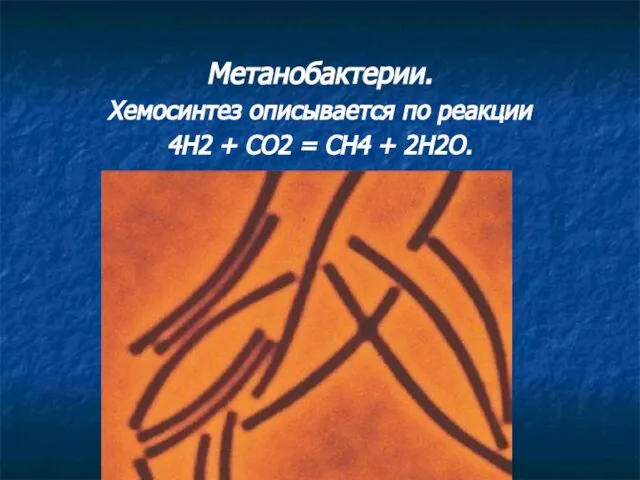 Метанобактерии. Хемосинтез описывается по реакции 4H2 + CO2 = CH4 + 2H2O.