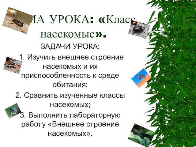 ТЕМА УРОКА: «Класс насекомые». ЗАДАЧИ УРОКА: 1. Изучить внешнее строение насекомых и