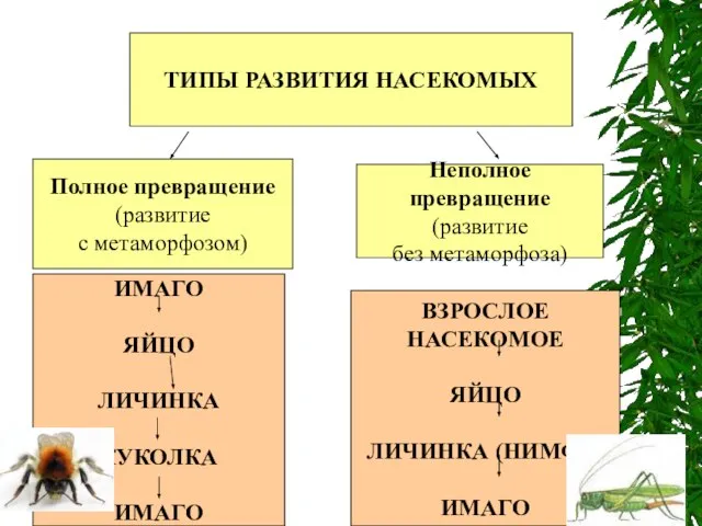 ТИПЫ РАЗВИТИЯ НАСЕКОМЫХ Полное превращение (развитие с метаморфозом) Неполное превращение (развитие без