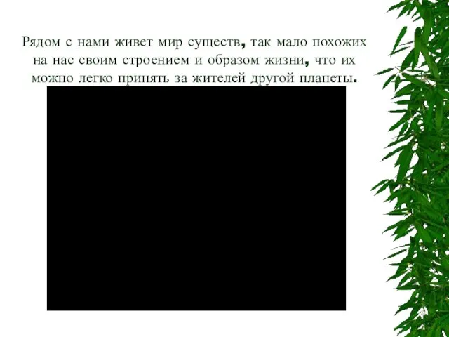 Рядом с нами живет мир существ, так мало похожих на нас своим