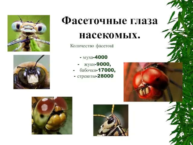 Количество фасеток: - муха-4000 - жуки-9000, - бабочки-17000, - стрекозы-28000 Фасеточные глаза насекомых.