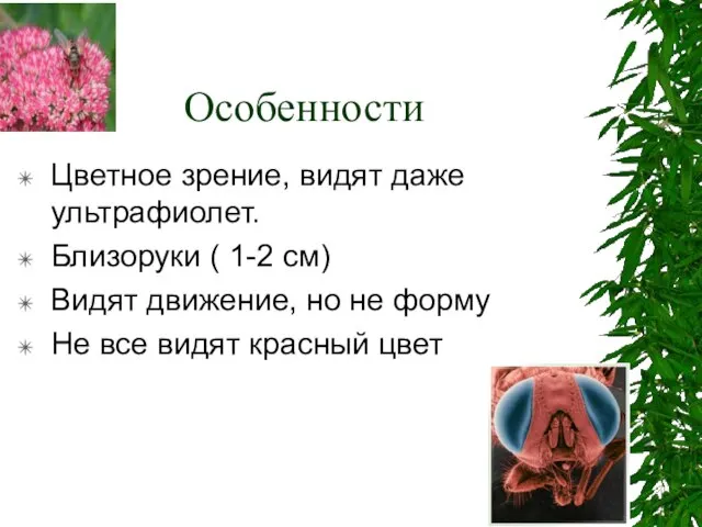 Особенности Цветное зрение, видят даже ультрафиолет. Близоруки ( 1-2 см) Видят движение,