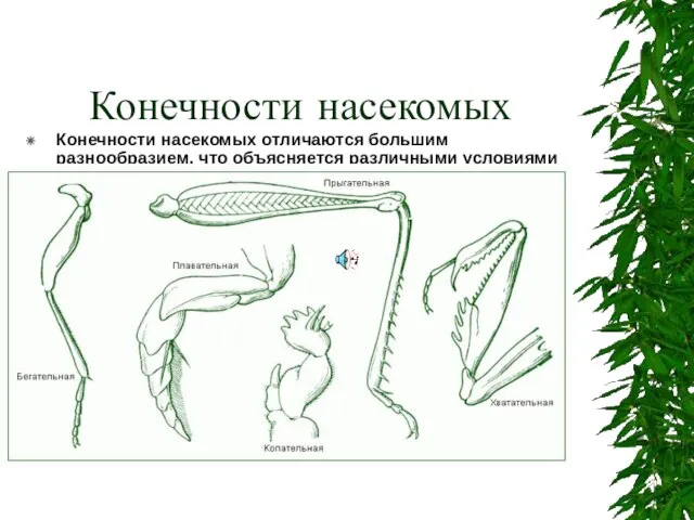 Конечности насекомых Конечности насекомых отличаются большим разнообразием, что объясняется различными условиями их жизни.