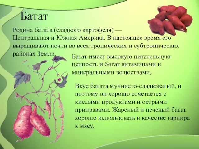 Батат Родина батата (сладкого картофеля) — Центральная и Южная Америка. В настоящее