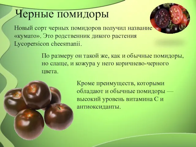 Черные помидоры Новый сорт черных помидоров получил название «кумато». Это родственник дикого