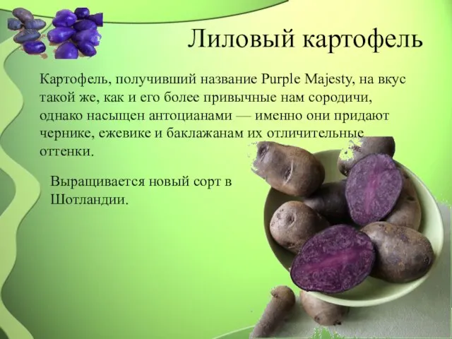 Лиловый картофель Картофель, получивший название Purple Majesty, на вкус такой же, как