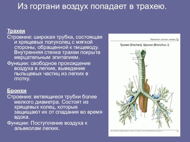 Из гортани воздух попадает в трахею. Трахея Строение: широкая трубка, состоящая и