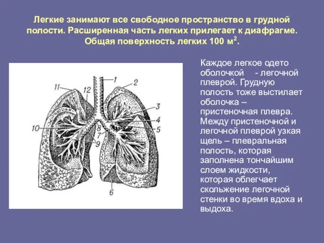 Легкие занимают все свободное пространство в грудной полости. Расширенная часть легких прилегает